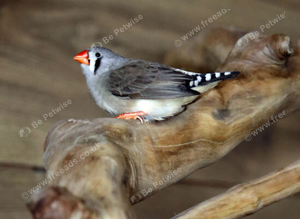 Zebra Finches for sale,16