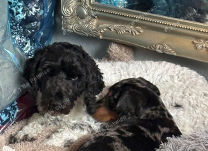 4 year old cockerpoo