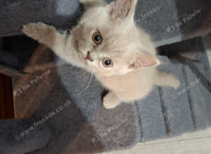 For sale British Shorthair