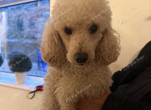 Male toy poodle white 3 years old