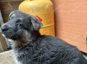 German shepherd puppies
