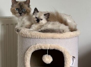 Ragdoll little girl ready now