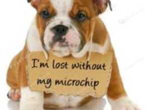 Professional mobile pet microchipping straight to your door, saving time, stress, unnecessary trips to the vets and cheaper too!