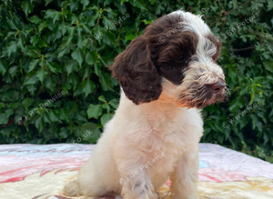 Beautiful boy cockapoo