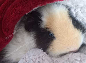 2 guinea pigs for sales