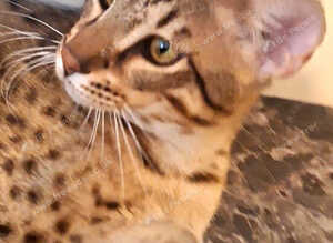 PURE SAVANNAHS  Tica SBTF6/7 cubs with Serval traits