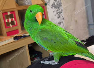 Stunning solomon Eclectus