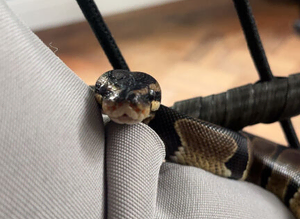 Royal python for sale