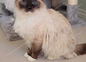 Full Pedigree kittens tica registered