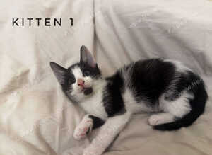 Kittens for Sale (2 months old)