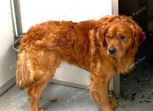 Golden Retriever at stud. KC registered