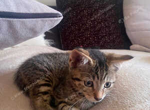 Gigi female kitten