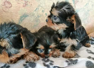 Pedigree Pure Yorkshire Terrier puppies