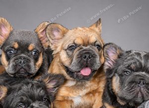 Big Rope Fluffy French Bulldog Puppies