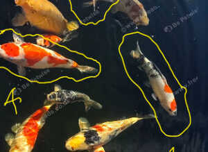 Koi for sale
