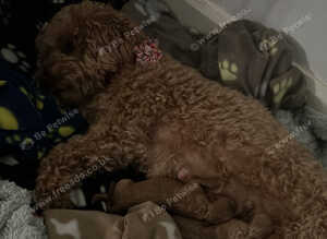 F1b toy cockapoos Puppies