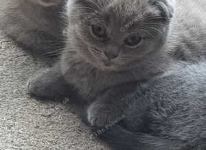 Last Beautiful Female kittens