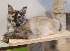 Outstanding Tortoiseshell Maine Coon Girls &ndash; Ready Now