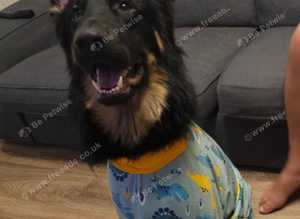 German shepherd for stud