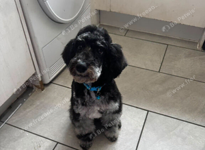 Blue merle cockapoo