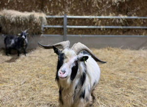 Gorgeous pygmy billy for long term hire or sale