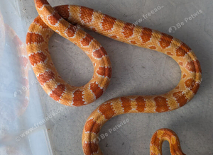 Amel scaled corn snake ( het microscale)