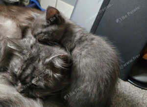 X2 beautiful doll face persian kittens