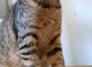 AVAILABLE NOW Pure breed Scottish fold tabby gold  boy