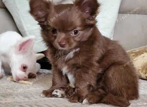 Chocolate & Cream Apple Head Long Haired  Russian Chihuahua Girl - Absolutely Beautiful Quality