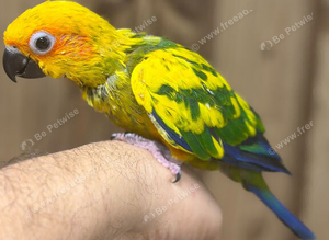 Sun conure