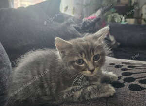 Kitten needs new home