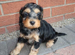 Cockapoo puppies