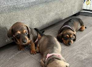 Beautiful miniature dachshund puppies