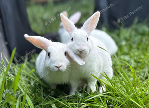 Beautiful Baby Rabbits