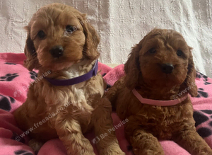 Cockapoo puppies