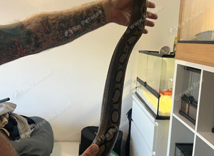 Dwarf reticulated python