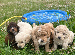 Adorable cockapoo boys available to be viewed