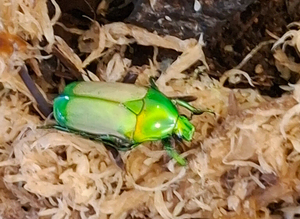 Green Emerald flower beetles