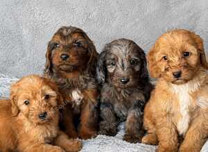 Cockapoo Puppies looking for there forever home