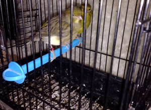 beautiful pair of canaries