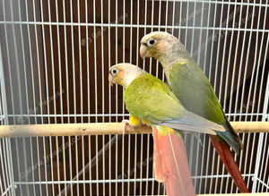 Pineapple conures