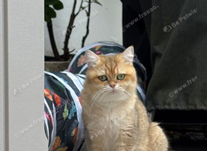 Pedigree British Shorthair
