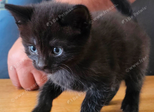 Kitten