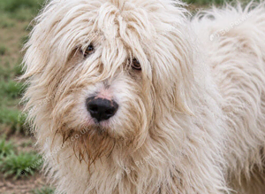 Baloo A Gentle Mioritic / Mio Sheepdog Looking for Love
