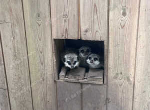 Baby meerkats ready now