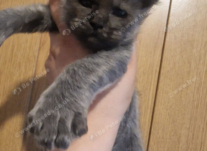 Maine coon polydactyl kittens