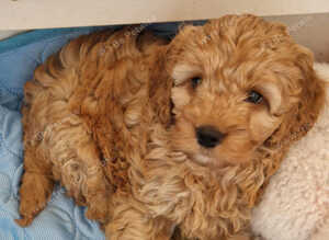 Cockapoo Puppies looking for their forever home - Cheltenham in Cheltenham