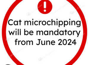 Little Gems K9 Services - microchipping