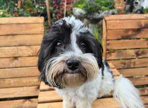 Beautiful Pedigree Havanese for stud