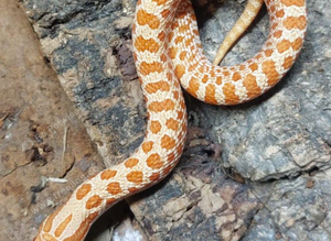 Red Albino Western Hognose at Birmingham Reptiles